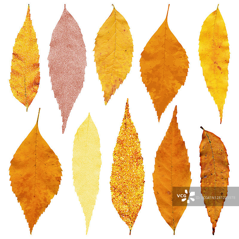 秋日黄色树叶图片素材