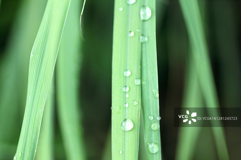 雨后的香茅叶图片素材