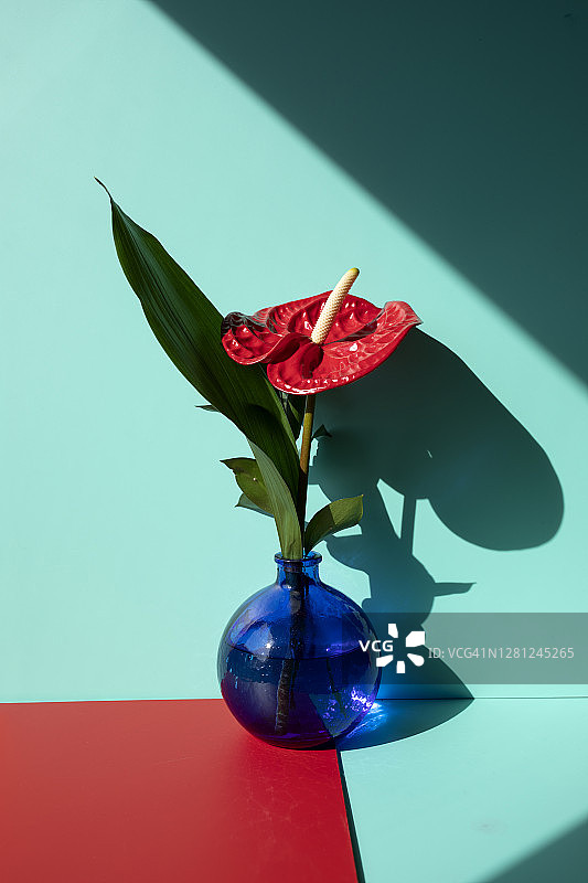 红蓝色背景下花瓶中红色红掌花的特写图片素材