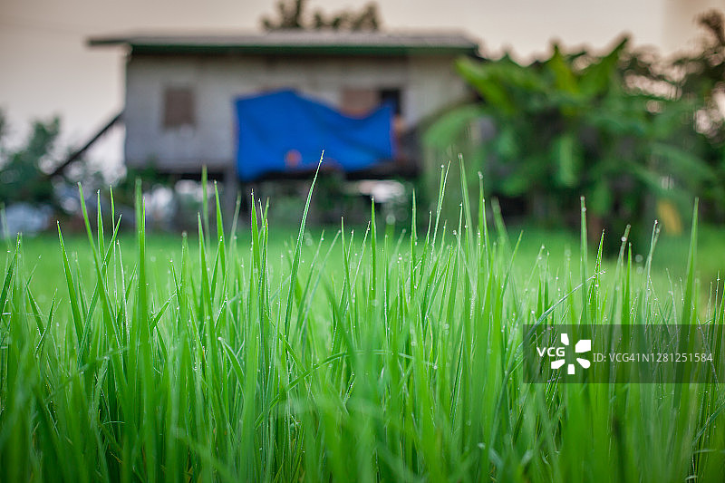 清晨的老挝南部四千岛群岛中的东德岛图片素材