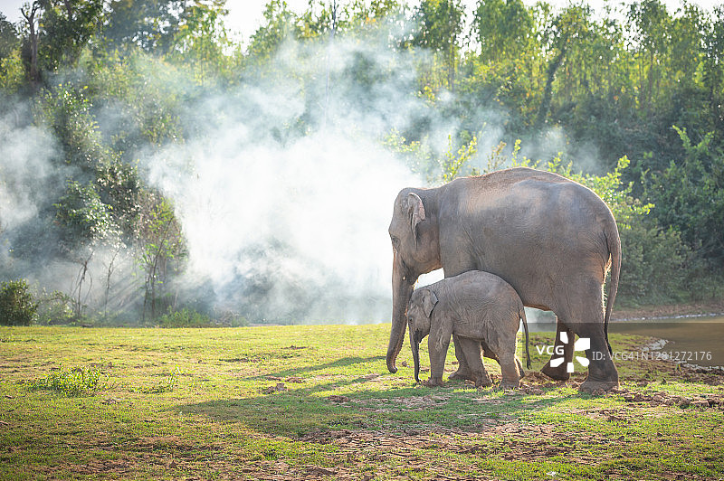 泰国北碧府美丽森林中的野生大象图片素材