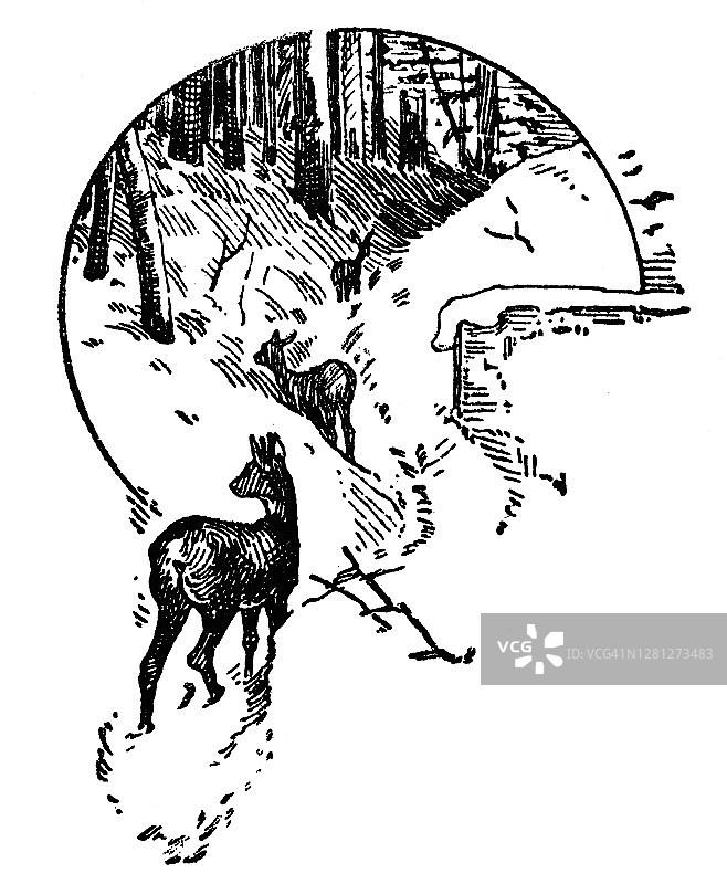 森林中的狍鹿古版画插图图片素材
