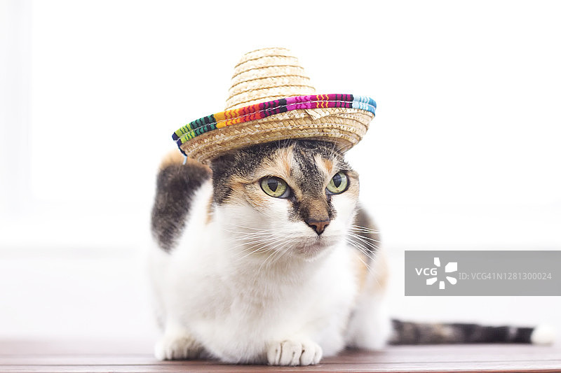 戴着墨西哥帽的猫图片素材