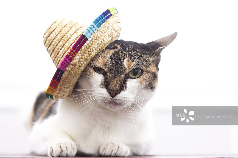 戴着墨西哥帽的猫图片素材