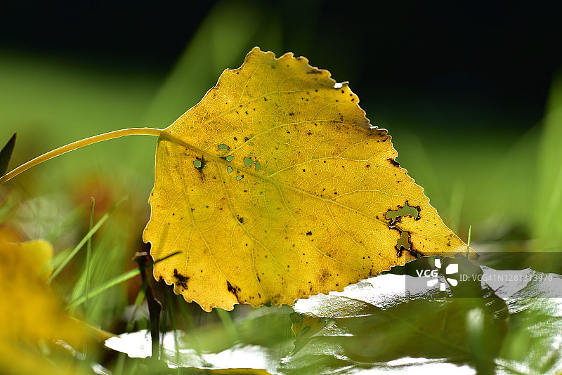 秋天的菩提树叶图片素材