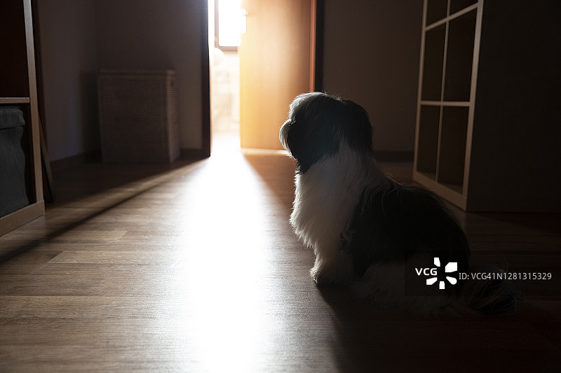 逆光照射下，狗站在黑暗走廊中，望向明亮房间的敞开门图片素材