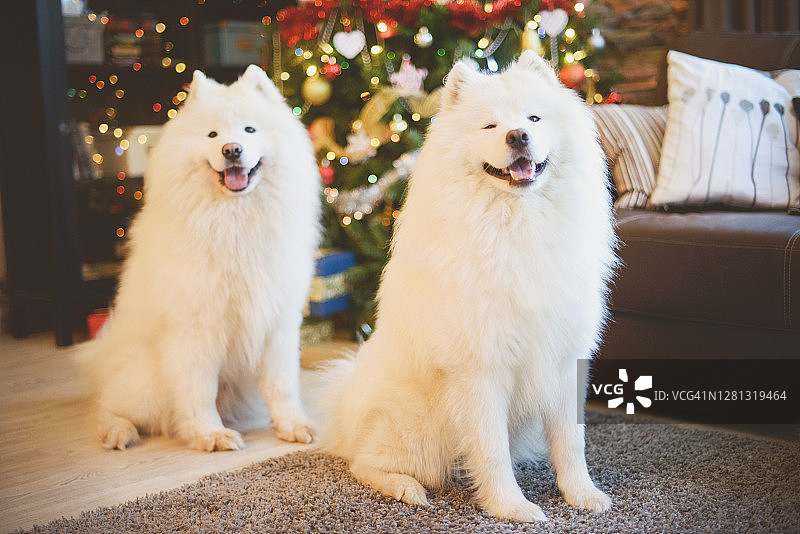 圣诞节期间的萨摩耶犬居家内景图片素材