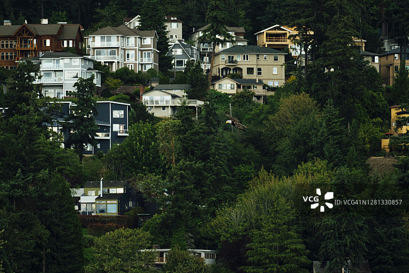 白头海雕飞过住宅区图片素材