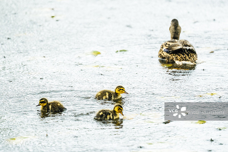 三只小鸭跟随鸭妈妈的广角视图图片素材