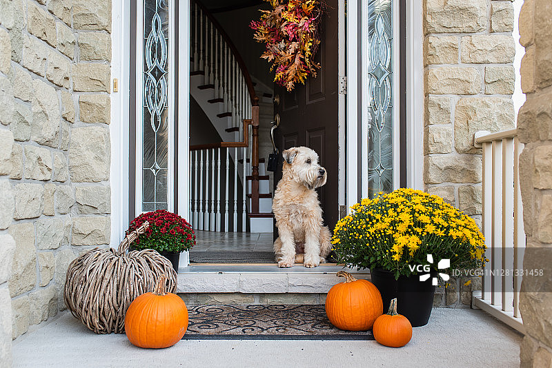 秋季家中门口的软毛小麦梗犬图片素材