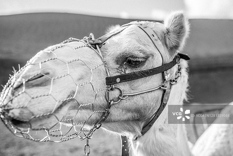 兰萨罗特岛上骆驼的微笑图片素材