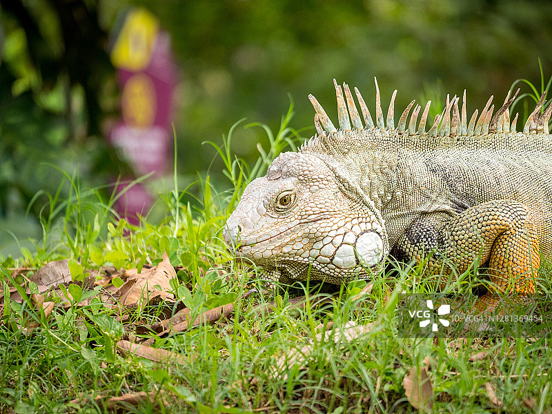 草地上凝视的鬣蜥图片素材