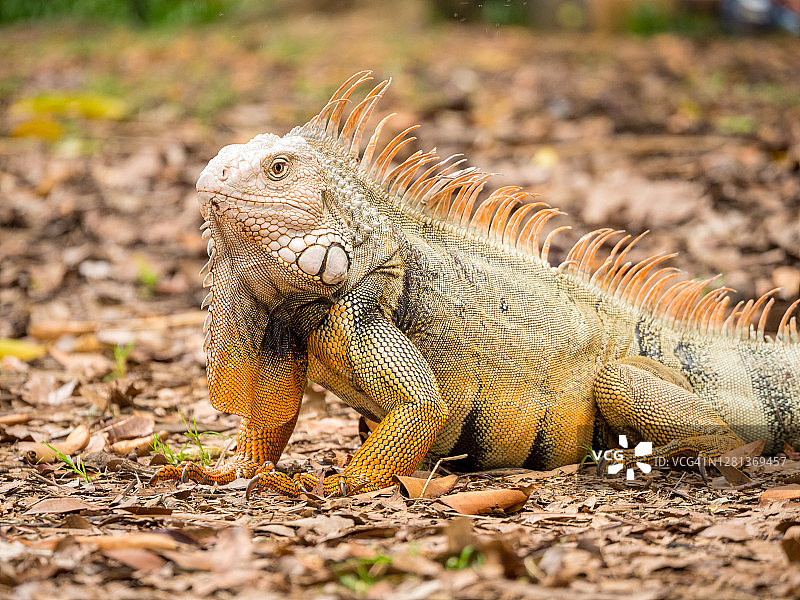 草地上凝视的鬣蜥图片素材