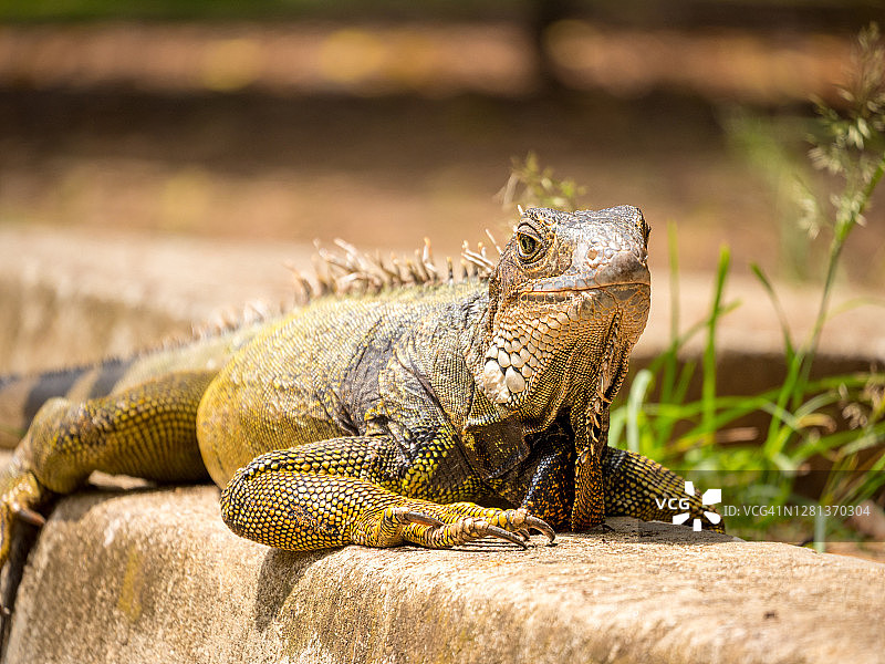 草地上凝视的鬣蜥图片素材