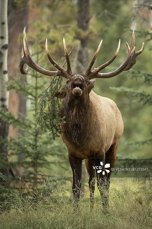 森林中发出叫声的巨大马鹿图片素材