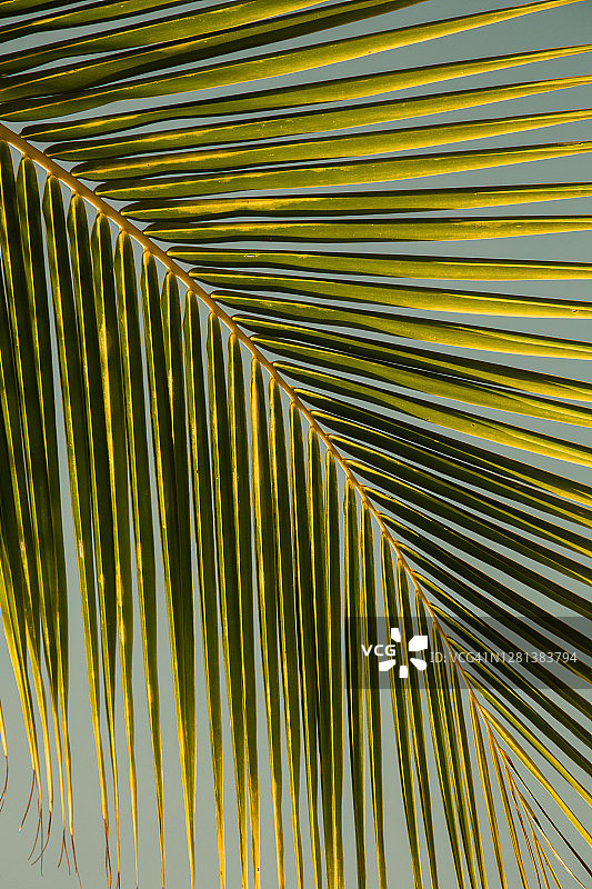 棕榈叶图片素材