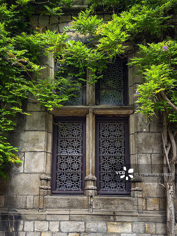 绿色茂盛的树叶图片素材