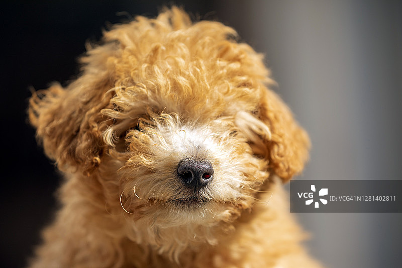 可爱的狗狗肖像，毛发遮住眼睛图片素材