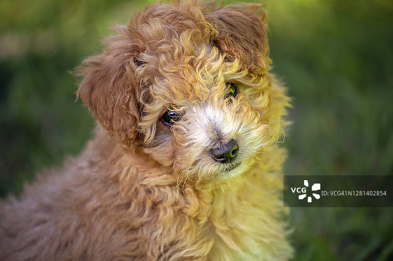 好奇的可爱小狗，歪着头图片素材