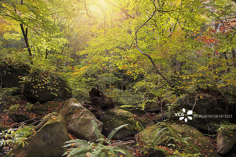奥入濑树林地的早秋树叶和岩石图片素材