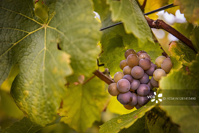 葡萄园白色葡萄特写图片素材