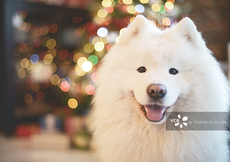 圣诞节期间的萨摩耶犬居家内景图片素材