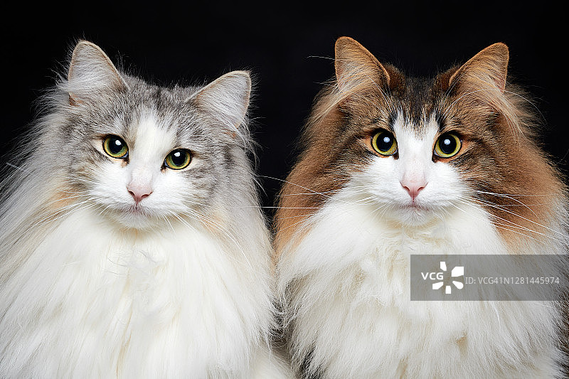 挪威森林猫图片素材