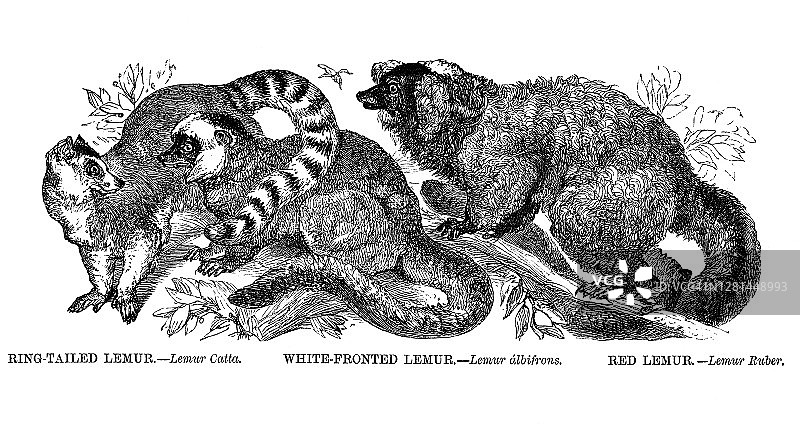 狐猴古老雕刻插图图片素材