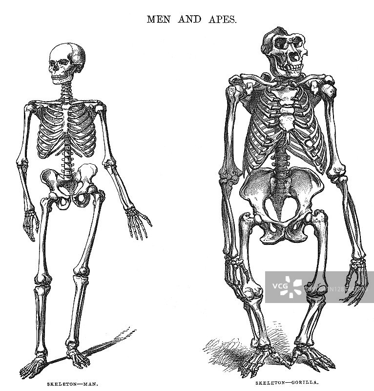 人和大猩猩的骨骼古版画插图图片素材