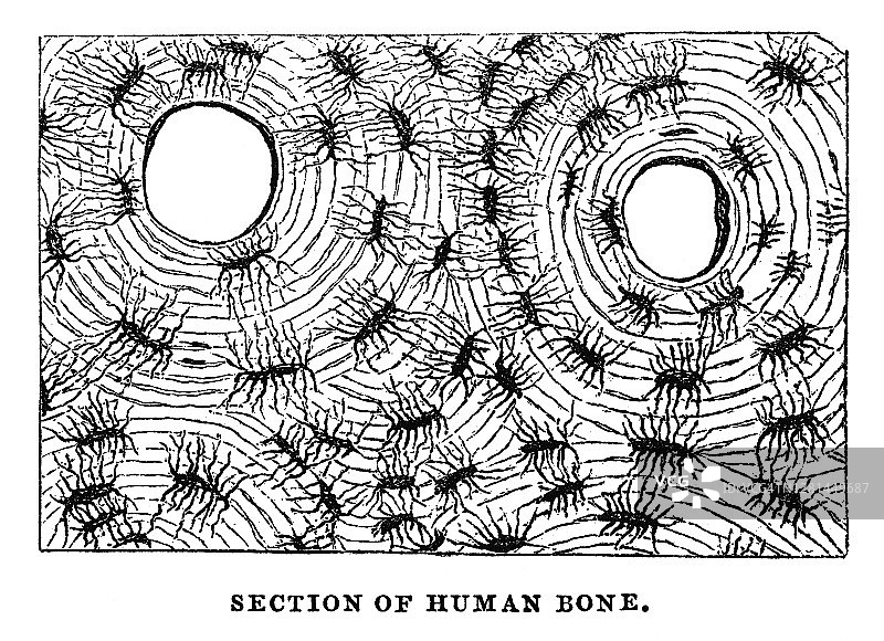 骨密质横截面古老雕刻插图图片素材
