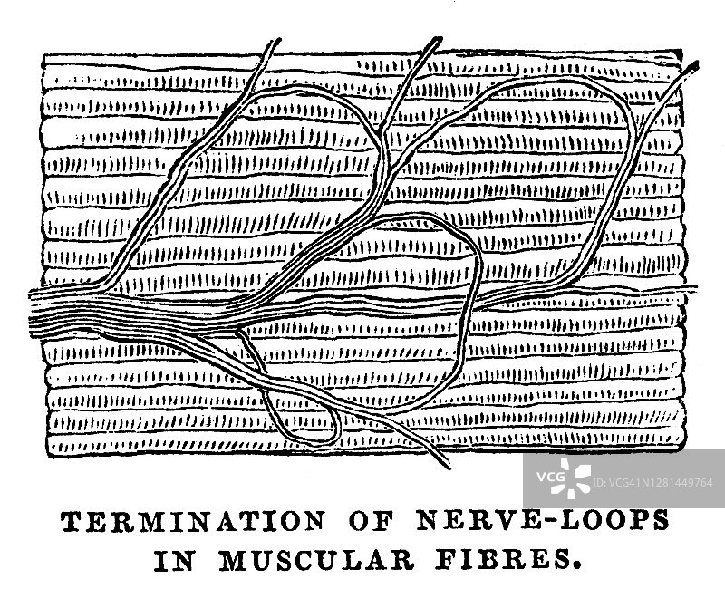 肌肉纤维中神经环末端的古老雕刻插图图片素材