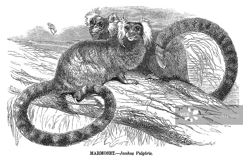 普通狨猴古老雕刻插图图片素材