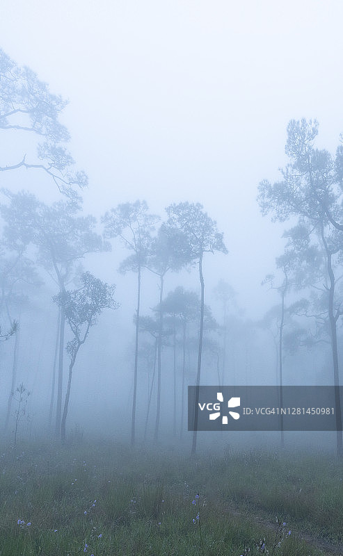 泰国北部程逸府Phu Soi Dao国家公园的松树林图片素材