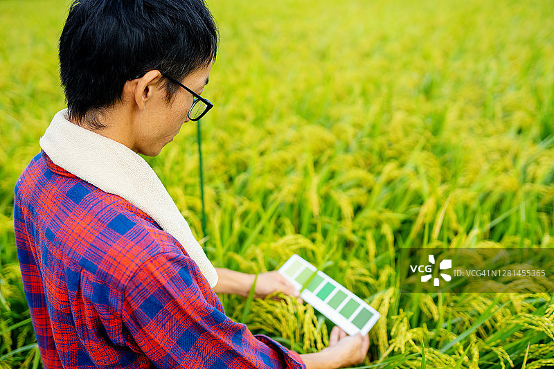 农民或研究人员使用标准比色卡比较水稻颜色图片素材