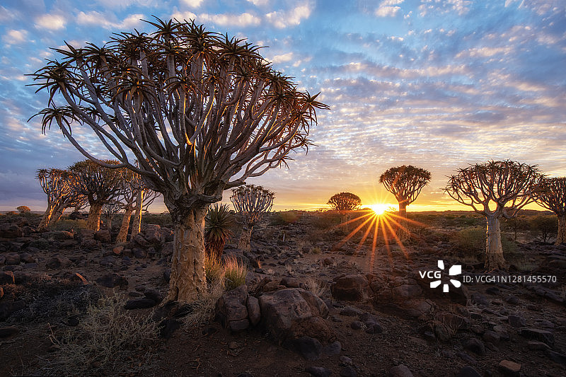 纳米比亚基特曼斯胡普的箭袋树森林图片素材