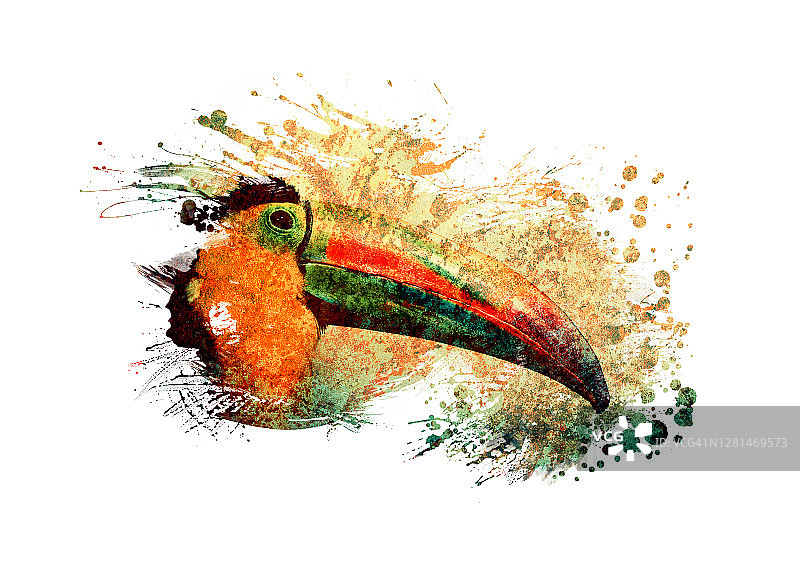 巨嘴鸟绘画作品图片素材