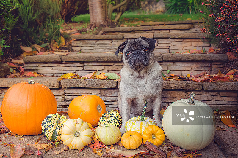 南瓜丰收与一只哈巴狗图片素材
