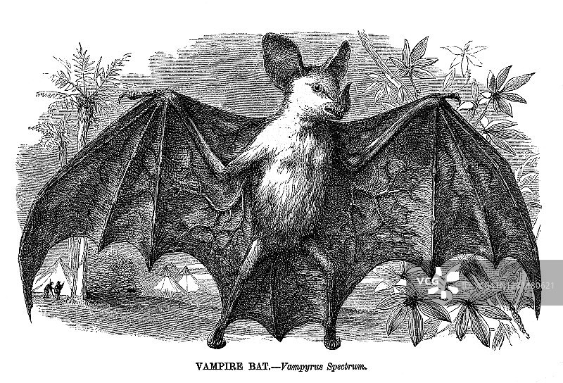 吸血蝙蝠古老雕刻插图图片素材