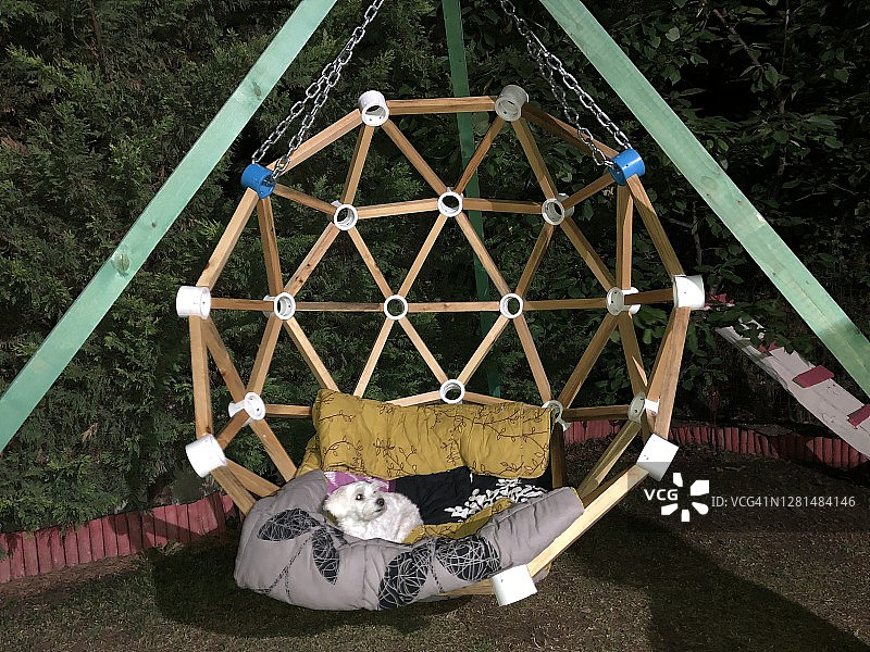 马耳他犬坐在房屋花园的木制网格秋千椅上3图片素材