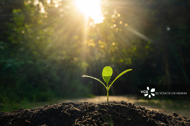 在晨光下种植幼苗图片素材