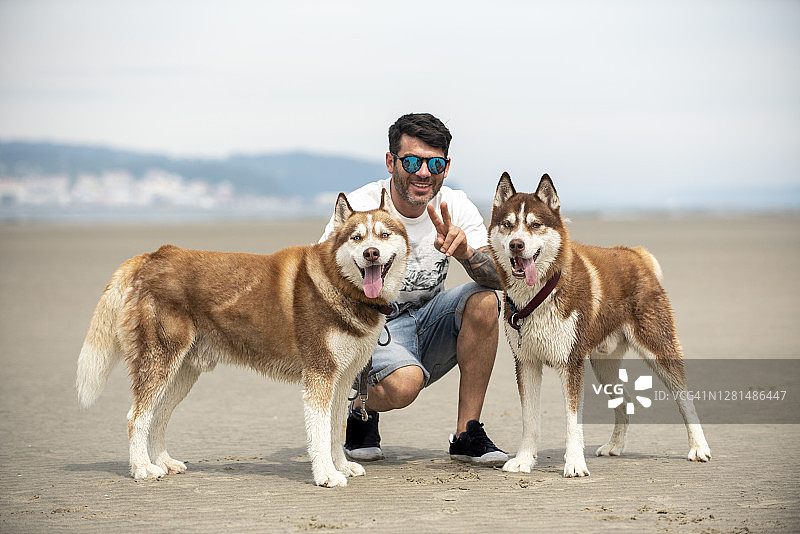 两只可爱的西伯利亚哈士奇在海滩上被主人爱抚图片素材