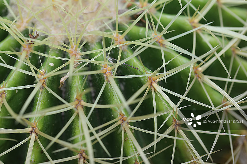 墨西哥纳亚里特州的仙人掌花特写图片素材
