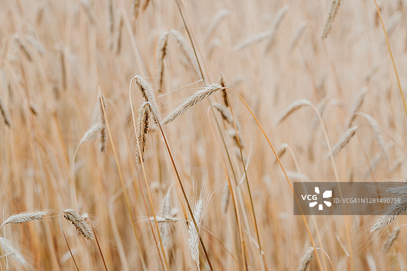 小麦田野图片素材