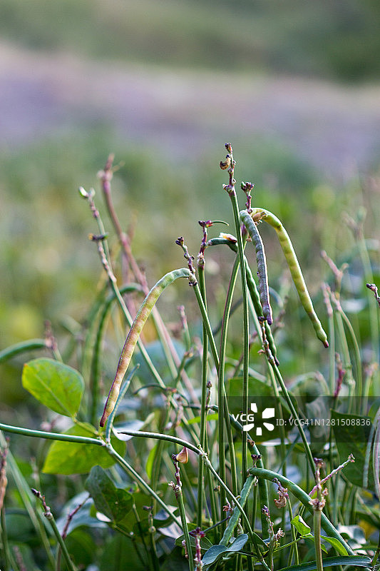 有机蔬菜园中带有豆荚的红豆植物图片素材