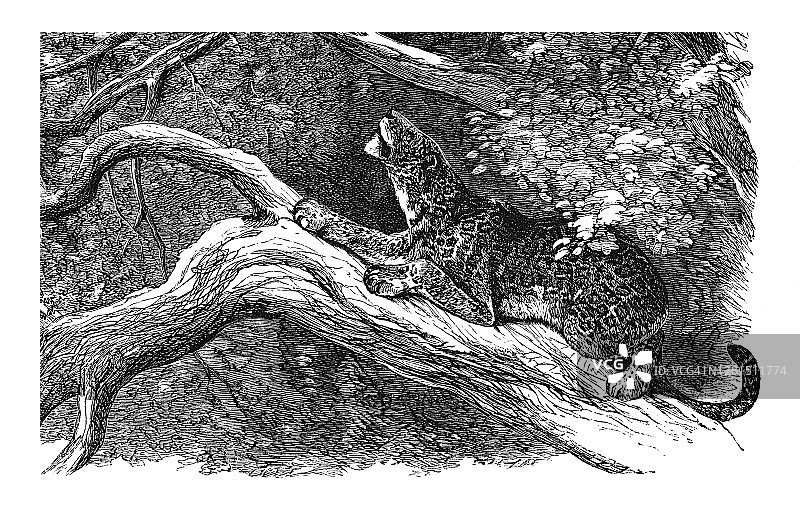 美洲虎狩猎古老雕刻插图图片素材