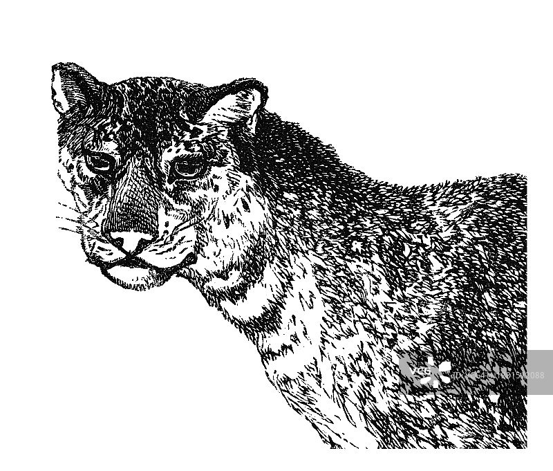 猎豹的古老雕刻插图——食肉动物图片素材