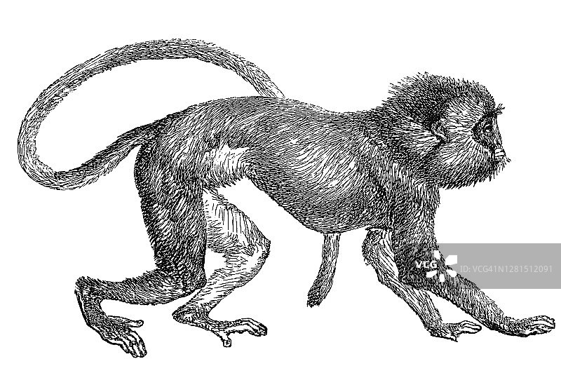 西巴莱猴（黑冠苏门答腊叶猴）古老版画图片素材