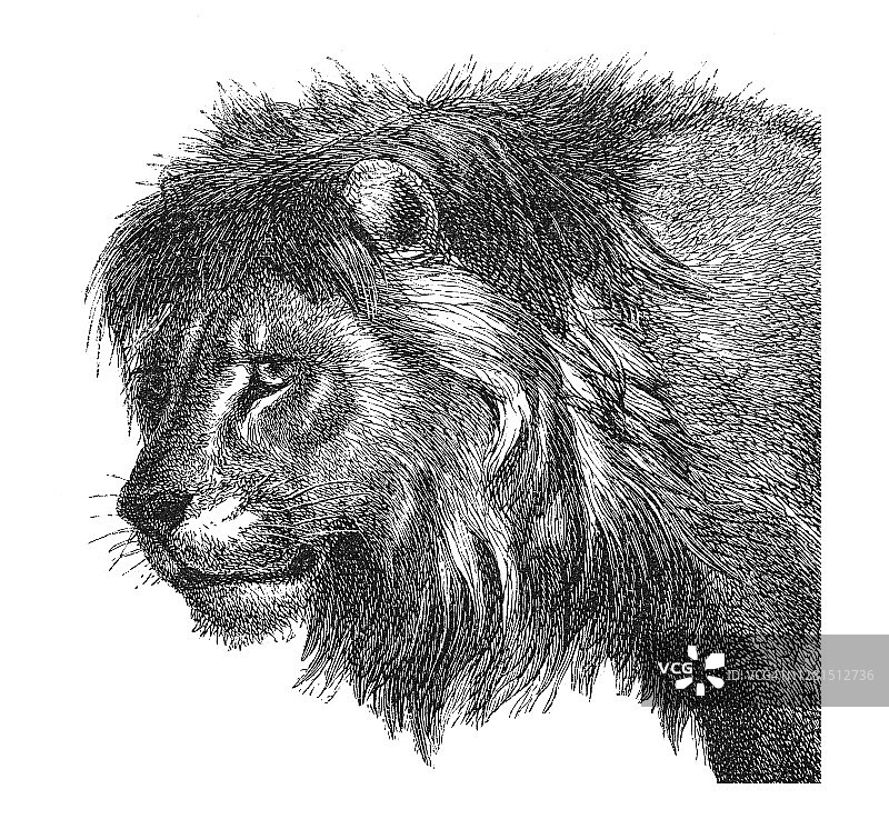 亚洲狮古版画插图图片素材