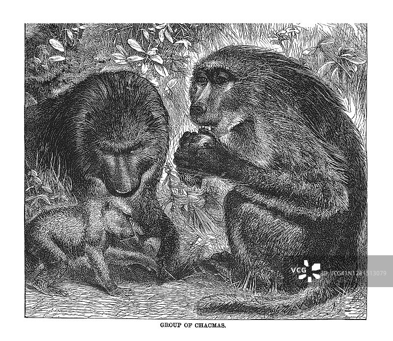 熊狒（Papio ursinus）的古老雕刻插图图片素材