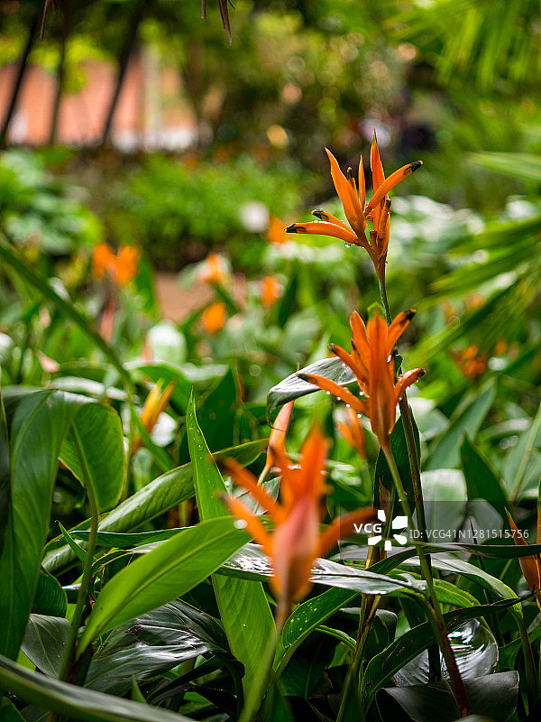 哥伦比亚麦德林植物园的橙色鹦鹉花图片素材